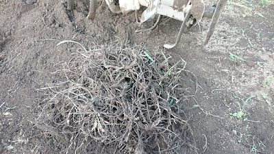 耕うん機の爪にからまったハマスゲの根茎