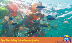 aktivitas yang paling menarik di open trip adalah snorkeling snorkeling di pulau harapan