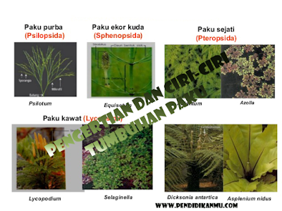 Pengertian dan Ciri-Ciri Tumbuhan Paku - Asep Respati