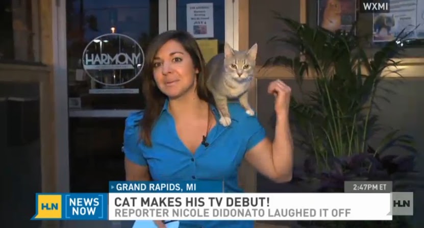 paper bag & string: Cat Climbs Up Reporter's Back on Live Newscast (VIDEO)