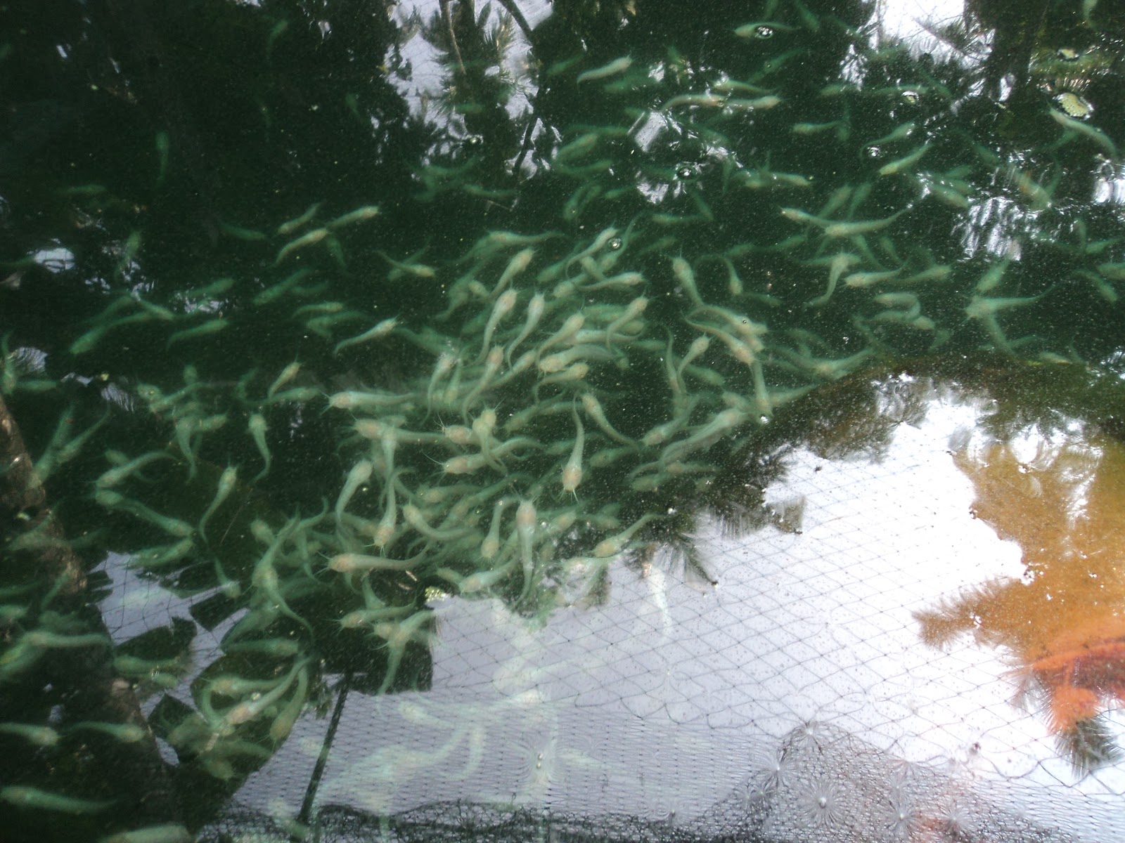 koi-pond-quarantine-tank3