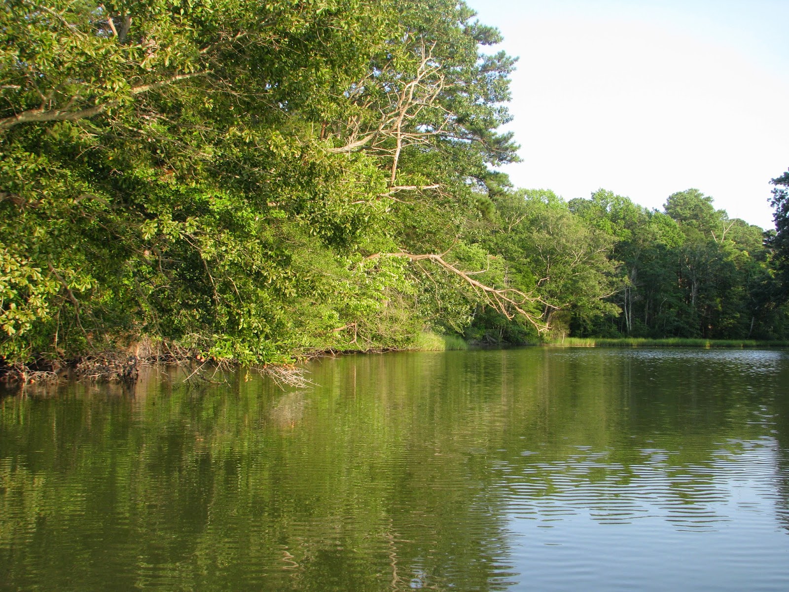 Life in Mathews Millers Cove