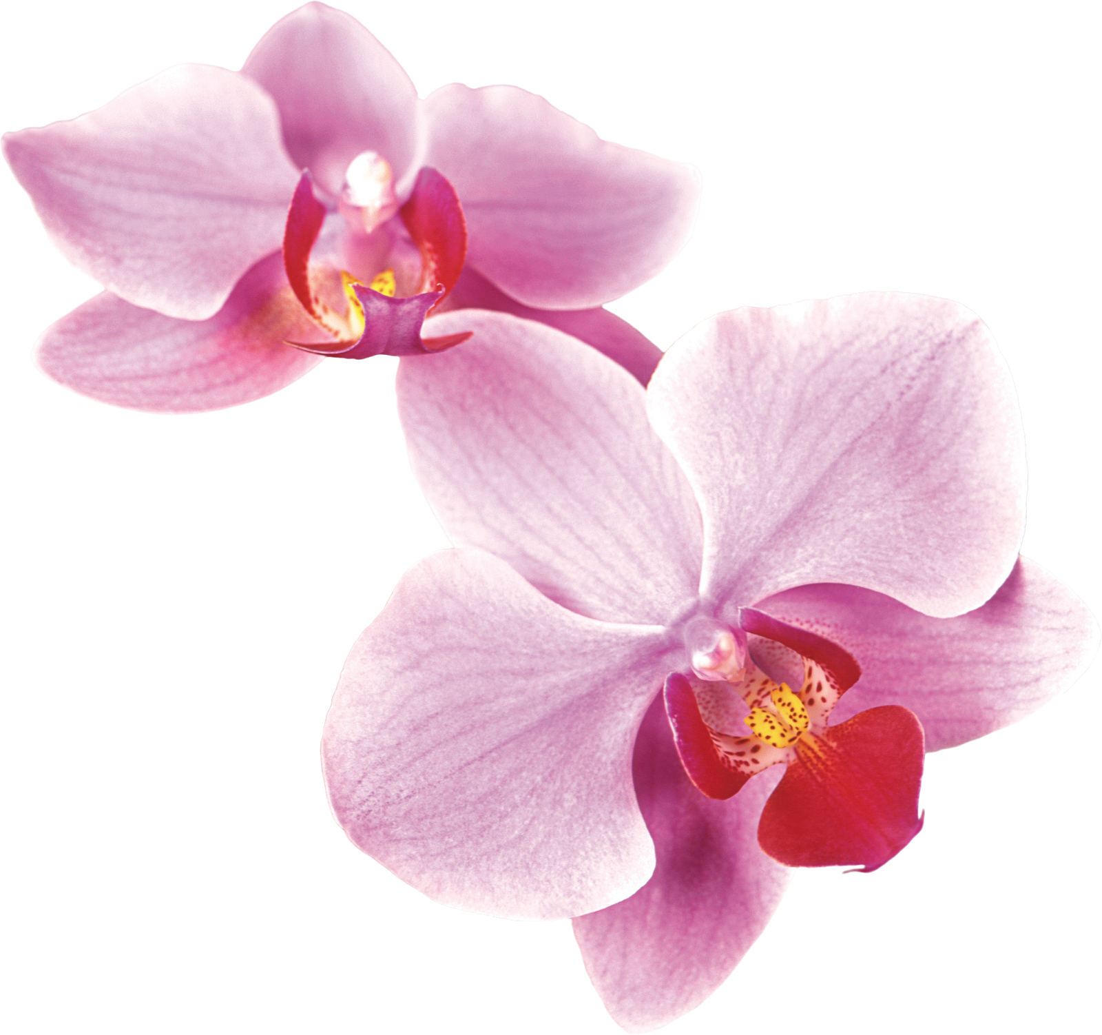 Орхидея пнг рисунок