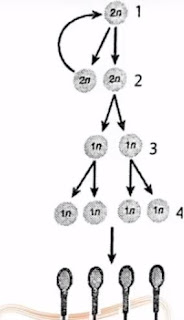 Perhatikan gambar spermatogenesis berikut. Sel yang merupakan hasil