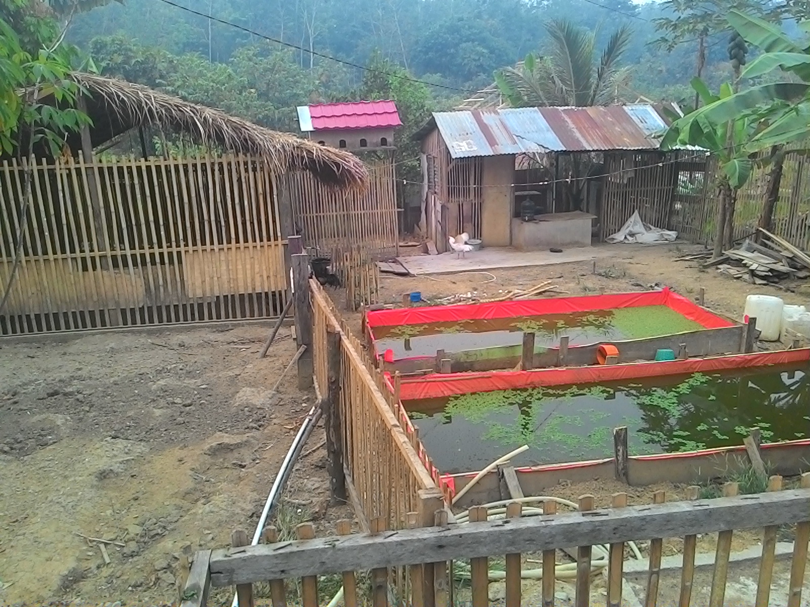 Gambar Sketsa Kandang Bebek Sobsketsa