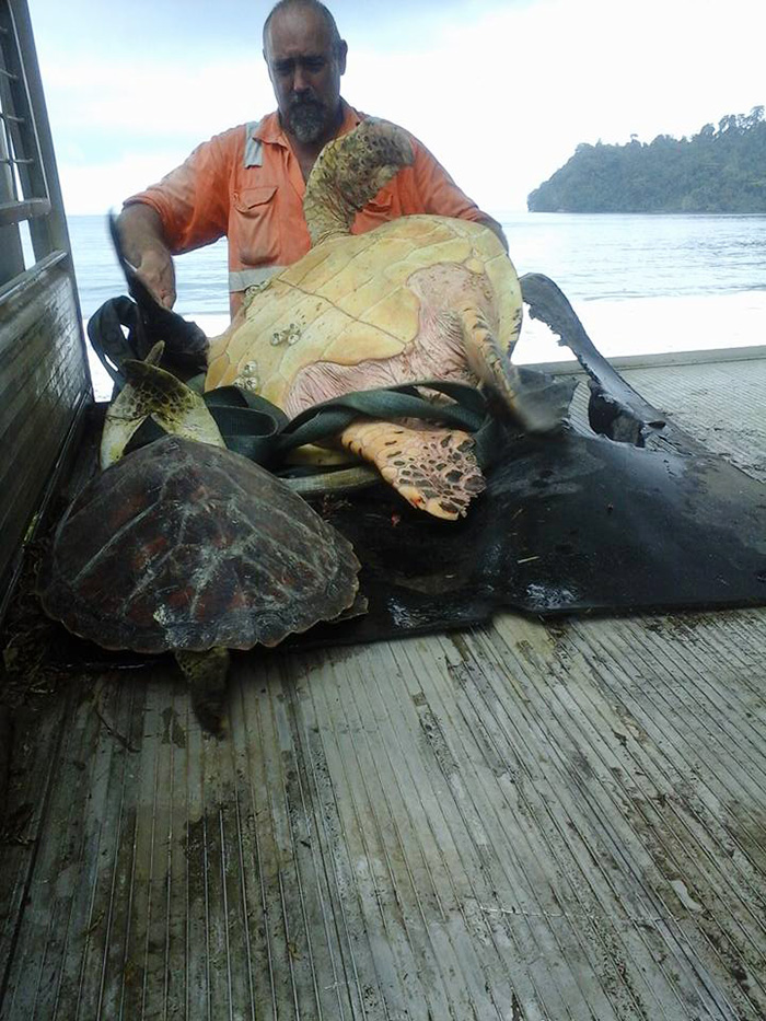 Man Buys Turtles From Food Market And Releases Them Back To The Sea - “Found these at the local market”