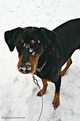 doberman with snow on nose