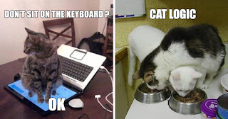 10+ Hilarious Examples Of Cat Logic