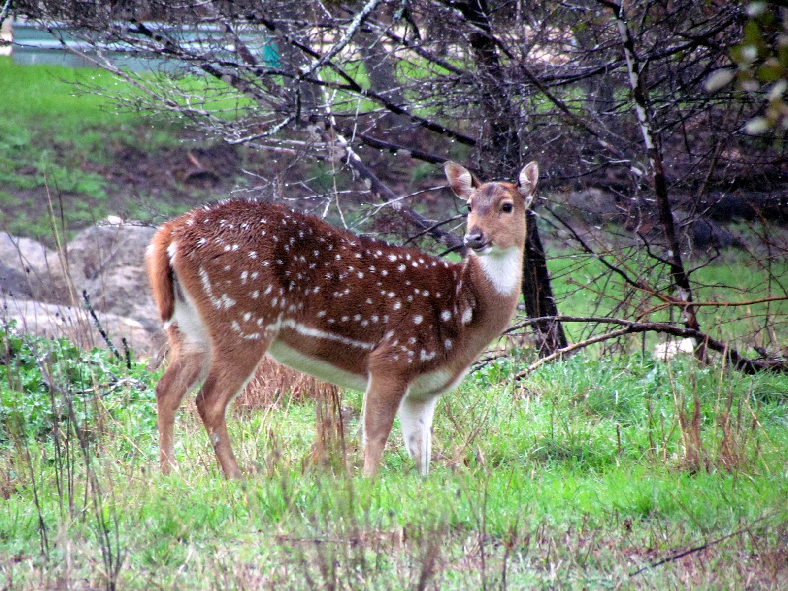 Patchwork Garden I Finally Saw Her.....