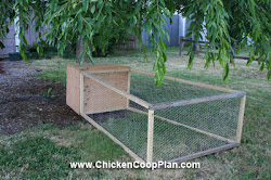 chicken coop mistakes avoid common tree under easy access instant complete designs
