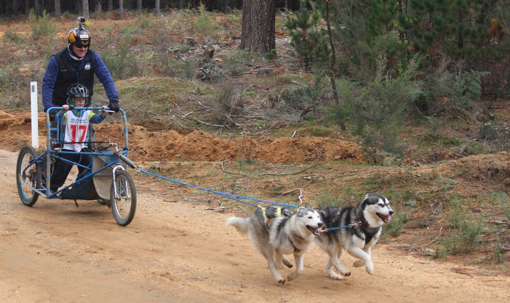 Dryland mushing