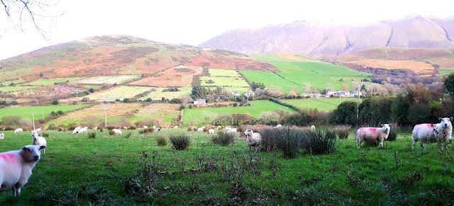 Lammas, lampaat niityllä, vaellusreitti, vaeltaminen Irlannissa, nummet