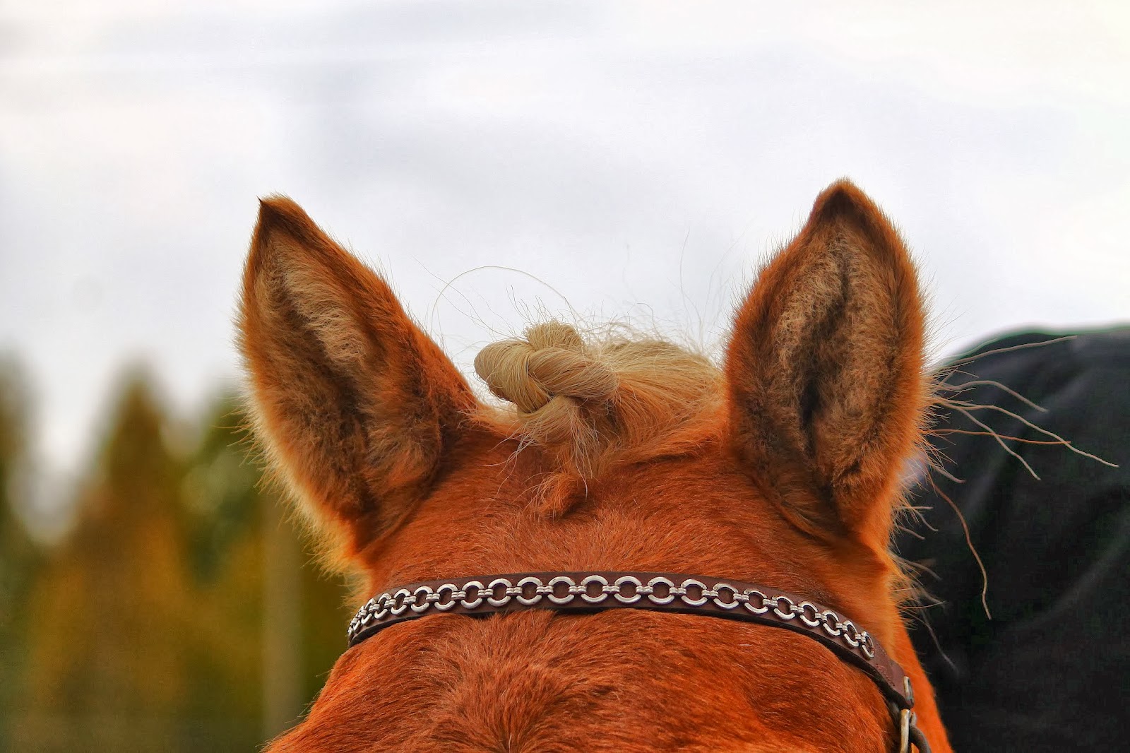 Riksun Blogi Haaste kaikille hevosen omistajille