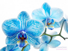 Orquídeas no Apê: 10 mitos sobre o cultivo de orquídeas
