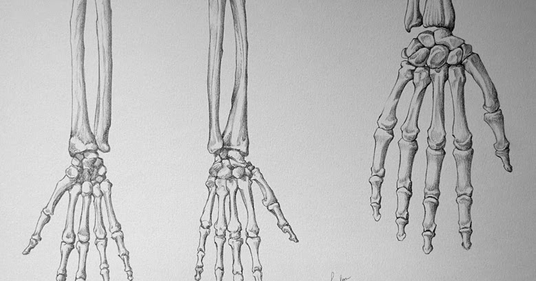 Bones of the Hand and Wrist | كورساتك