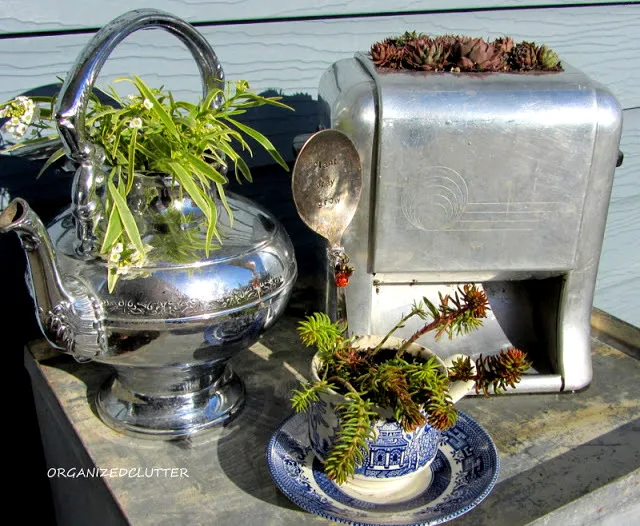Make a toaster into a cool succulent planter, by Organized Clutter, featured on I Love That Junk