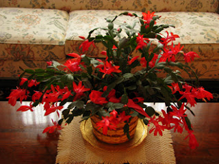 plantas navideñas lindas, plantas para navidad, plantas para decorar navidad, plantas para decorar navidad