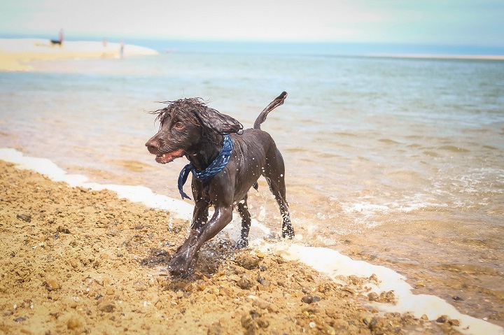 Dog Friendly Guide to Norfolk