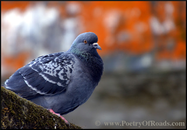 Perky Pigeons and that evocative December afternoon