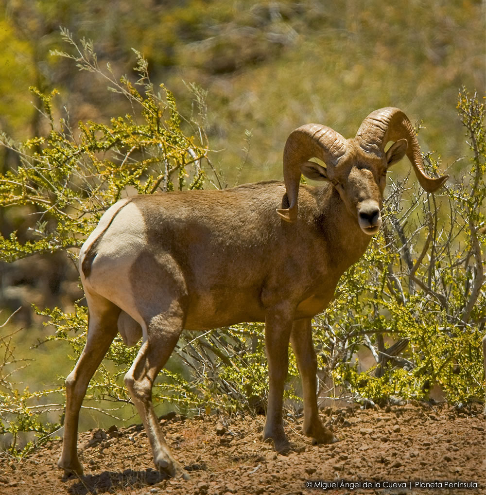 ESPECIE CARISMATICAS DE BAJA CALIFORNIA: BORREGO CIMARRON
