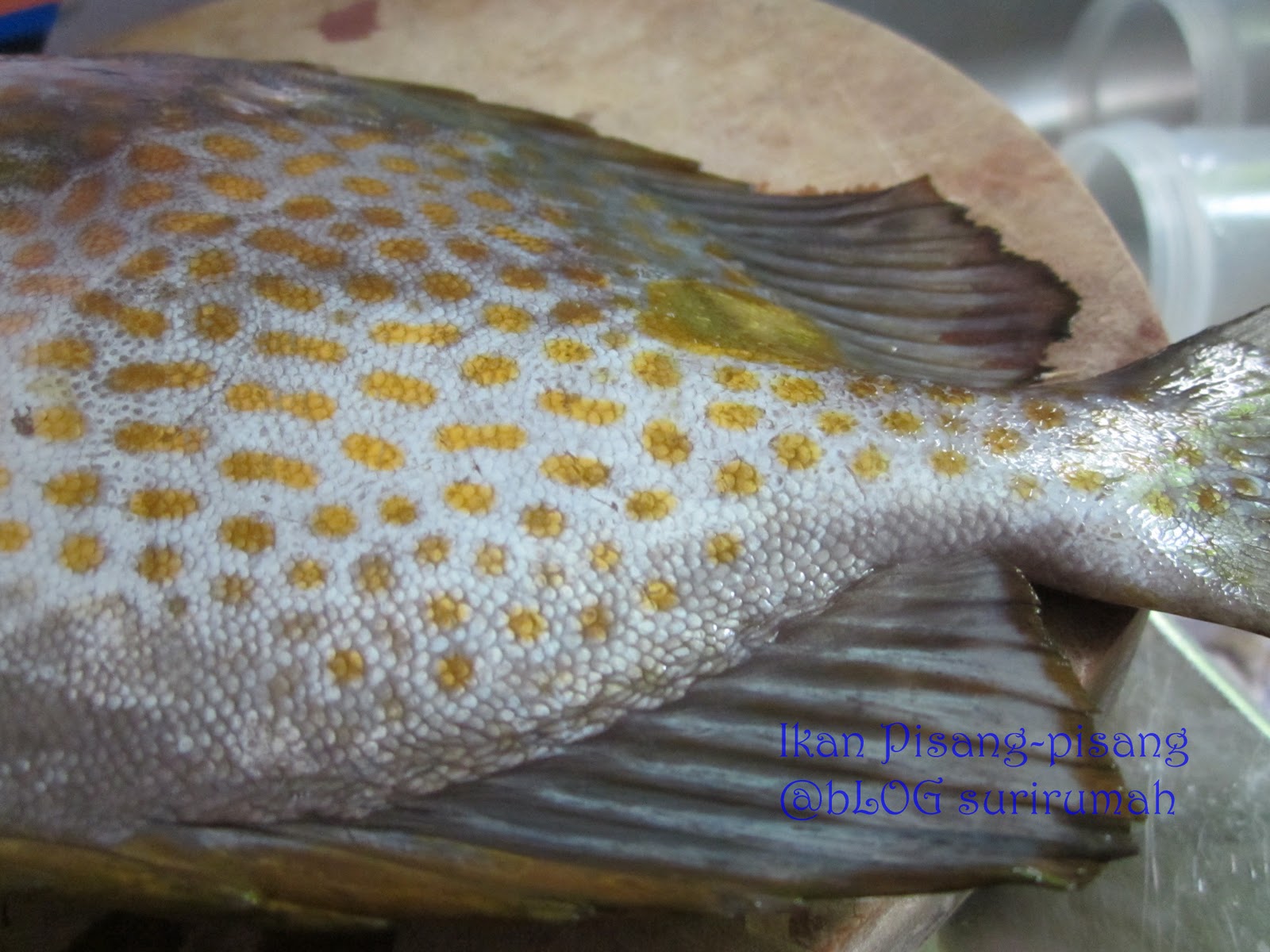 BloG SuriRuMaH Ikan pisangpisang goreng berlada