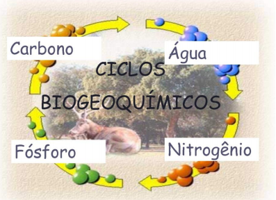 Desarrollo Sustentable:  Ciclos biogeoquímicos.