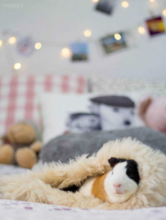 hora siesta kevin cobaya fotografía