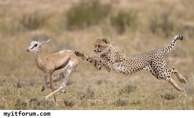 Fakta menarik tentang cheetah