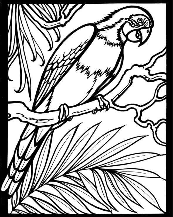 macaw coloring pages - photo #22