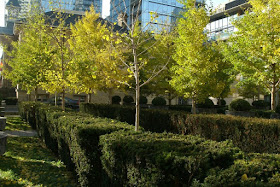 Yorkville Townhall Square with fall Ginkgo bilobas boxwood and yews by garden muses: a Toronto gardening blog