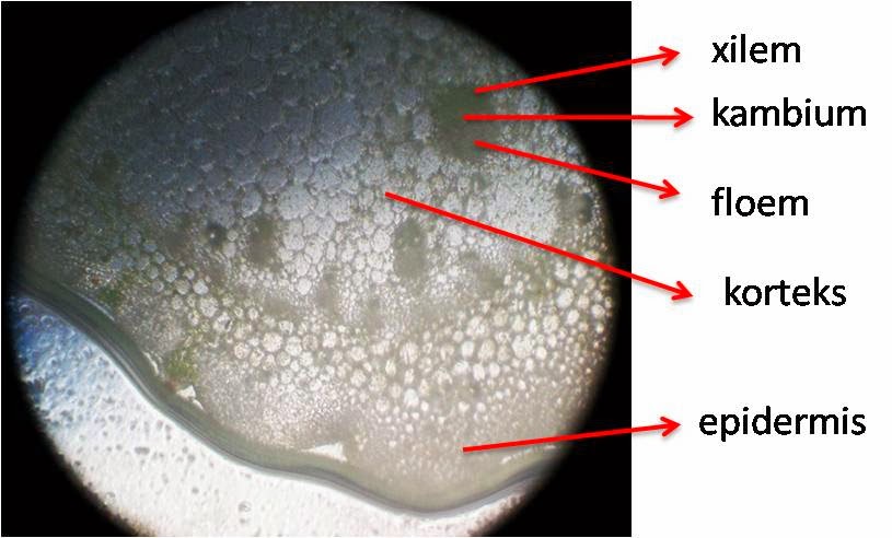 biologi: Laporan Praktikum Batang Dikotil