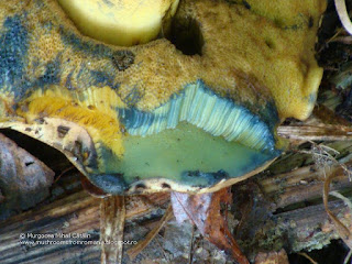 Cyanoboletus pulverulentus DSC125941