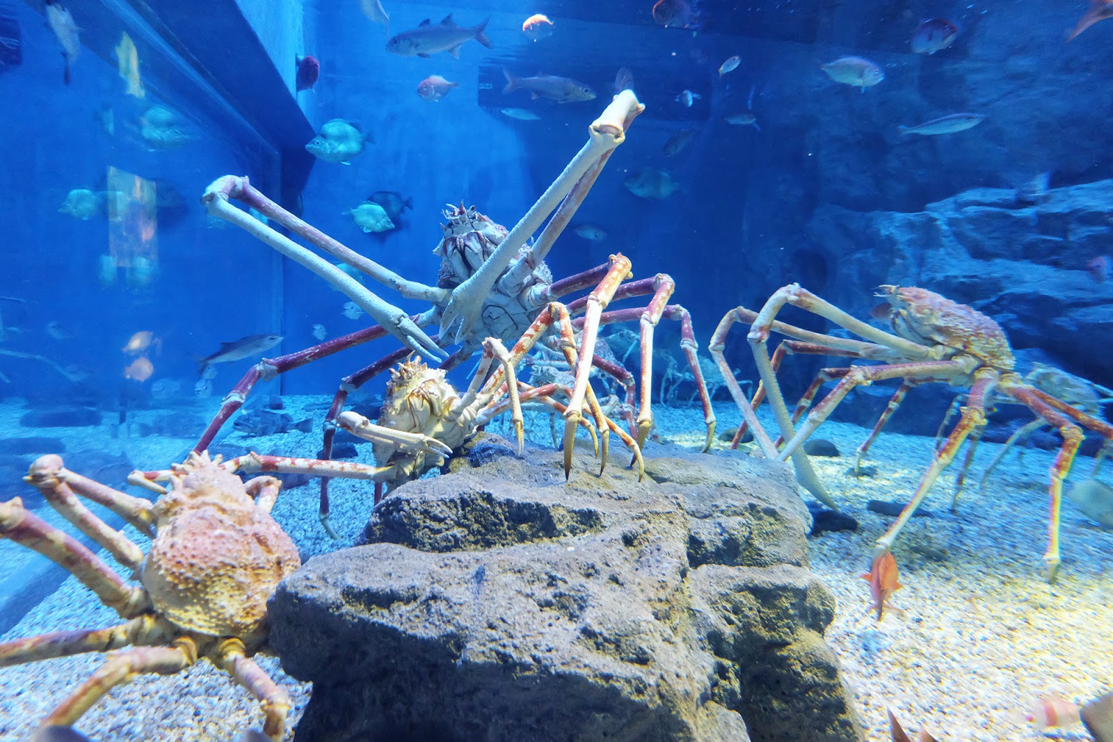 Osaka Aquarium Kaiyukan King Crabs | www.bigdreamerblog.com