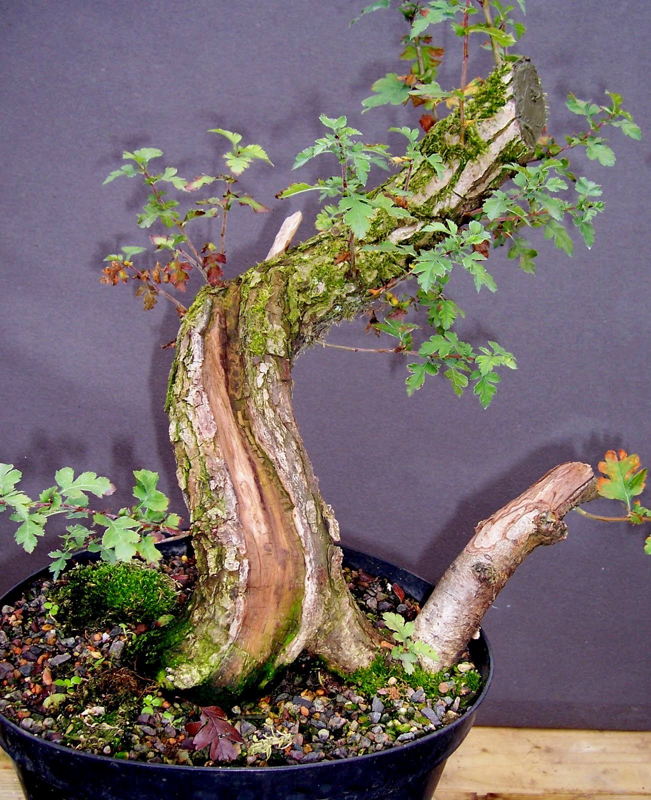 miko-bonsai-yamadori-hawthorn
