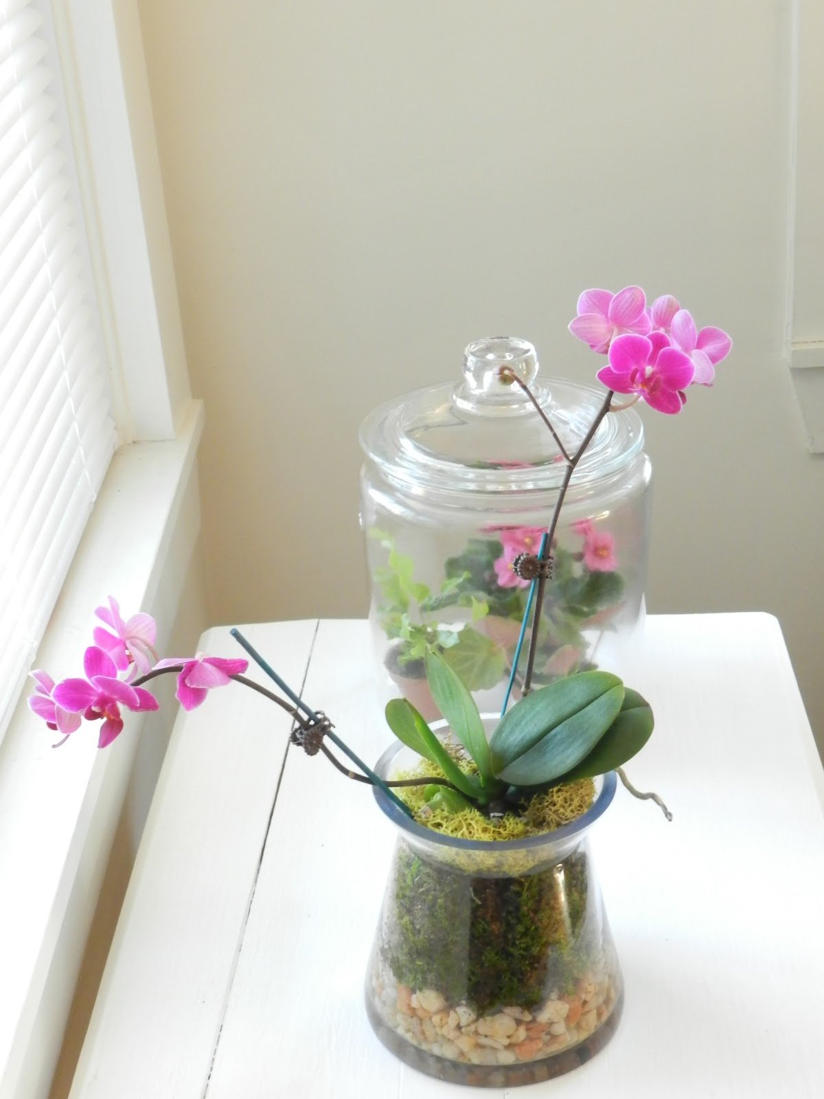 THE DESIGNER'S EYE: How to Put Orchids in Terrariums.