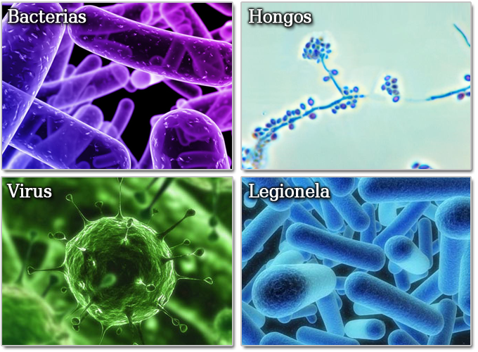 los 4 microorganizmo