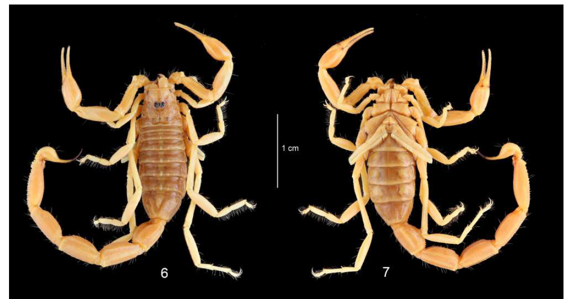 The Scorpion Files Newsblog A new species of Buthacus from Algeria