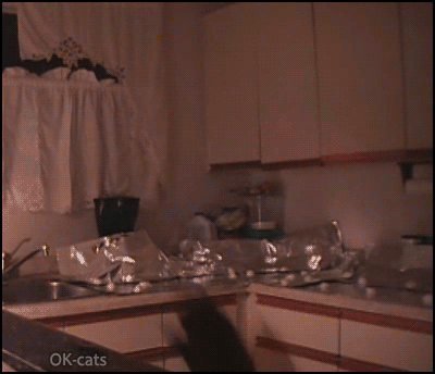 Manipulated Cat GIF • Infinite loop • How to prevent your curious Cat from jumping on kitchen counter top with aluminum foil sheets, haha Manipulated Cat GIF • Infinite loop • How to prevent your curious Cat from jumping on kitchen counter top with aluminum foil sheets, haha
