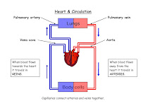 Blood Flow Through The Heart Diagram Blood Flow Through The Heart Diagram