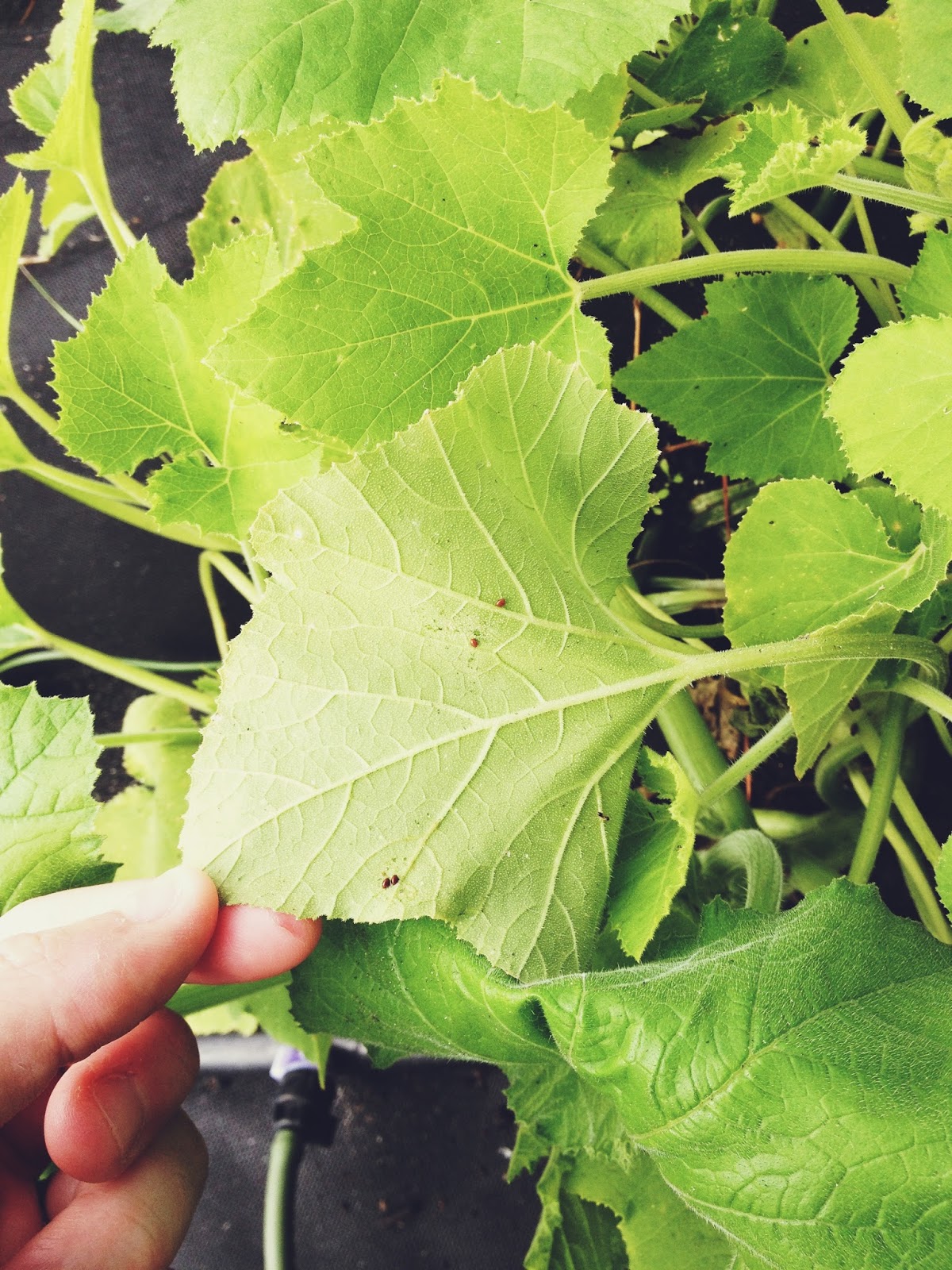 A Simmering Pot and a Mom Eeek! Squash Bugs Are Here! How to Make Neem