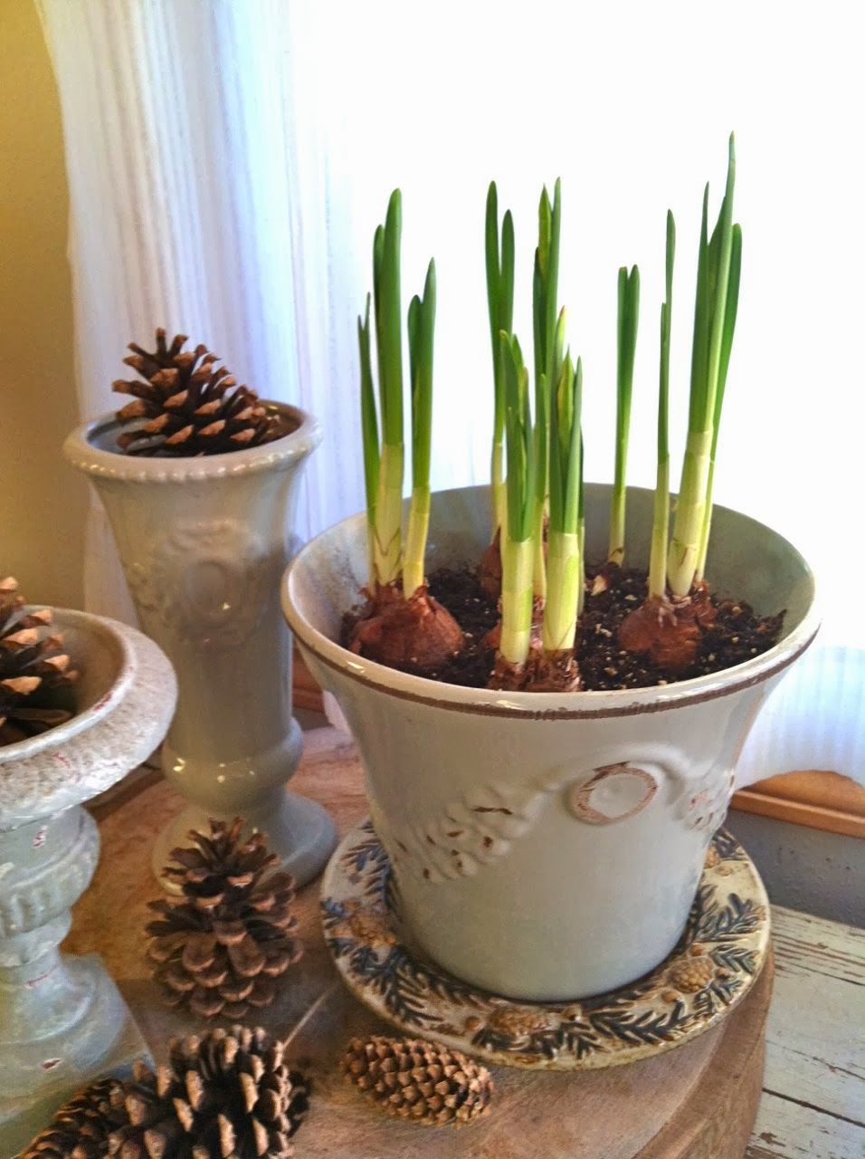 Mish Mash Planting Paperwhites to bloom for Christmas....