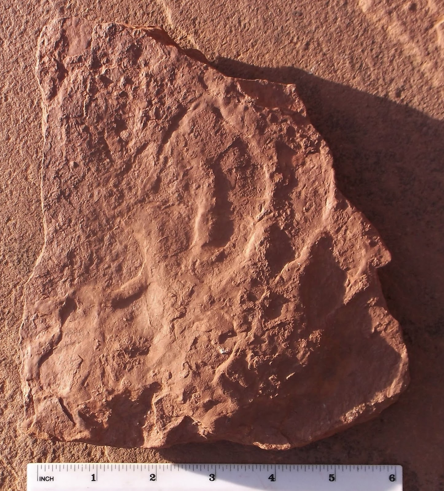 dimetrodon footprints