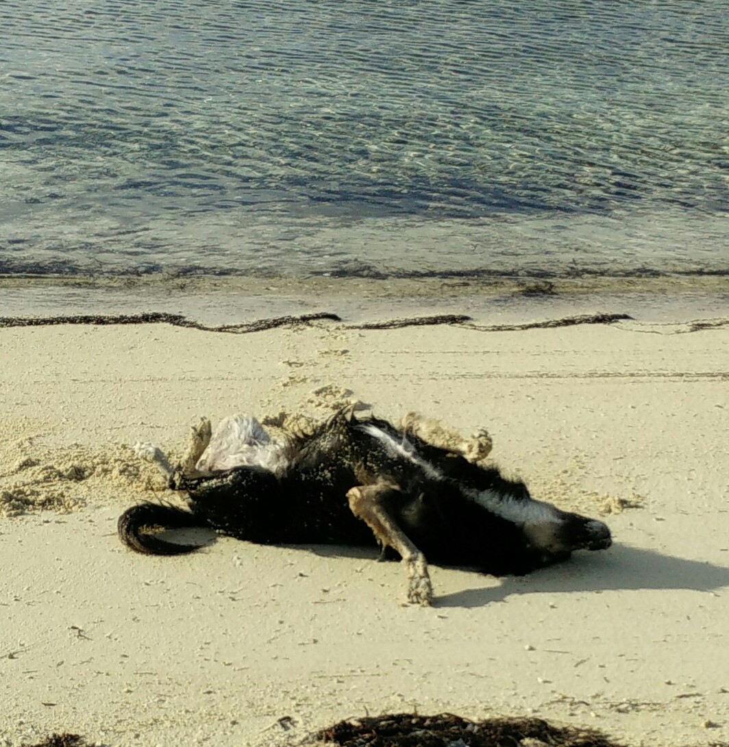 Bringing A Dog To The Bahamas What Is Required