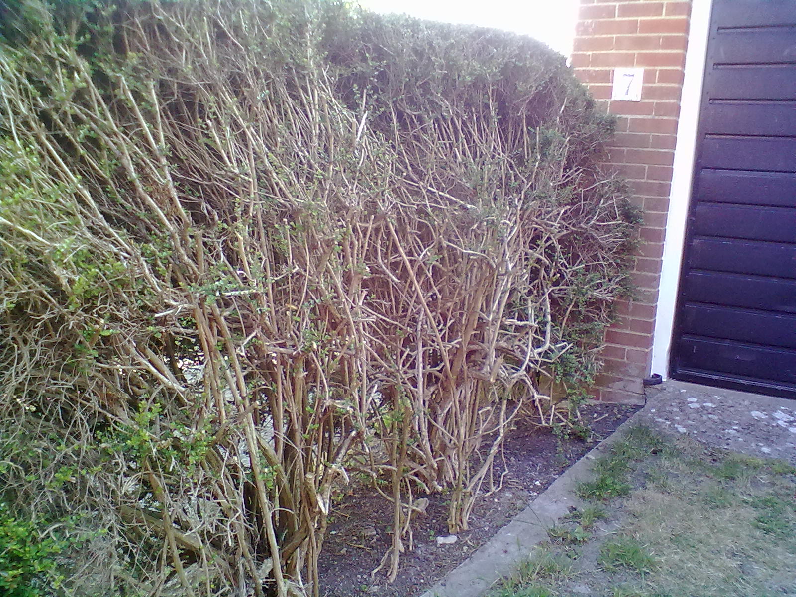 Rachel the Gardener Hedges how to recover an overgrown one