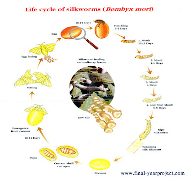Early Detection of Silk Worm Pathogens