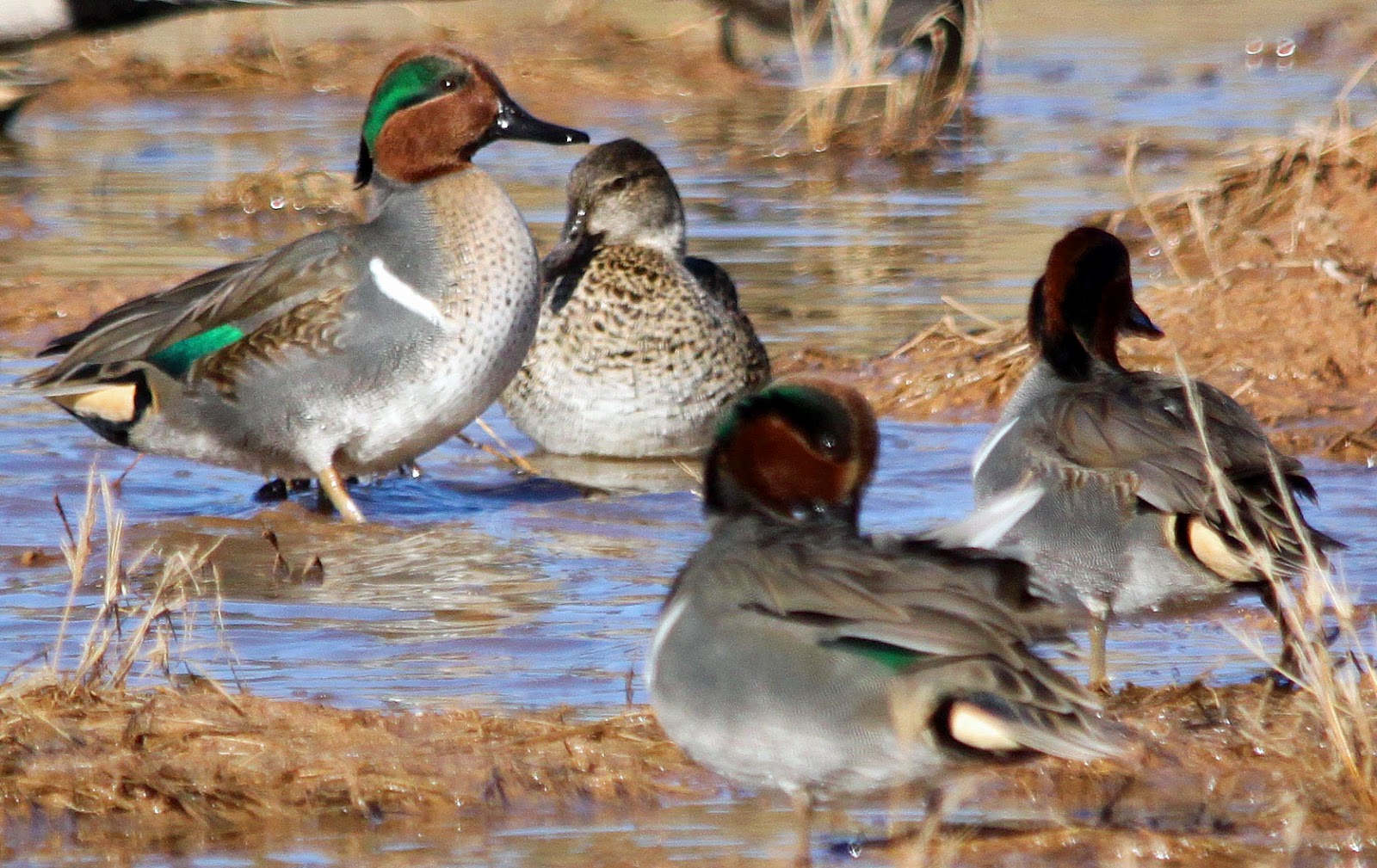 Northern Illinois Birder Greenwinged Teals