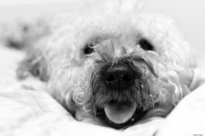 Bono, our old soft coated wheaten terrier, smiles for the camera while relaxing on top of the bed. © Evan's Studio
