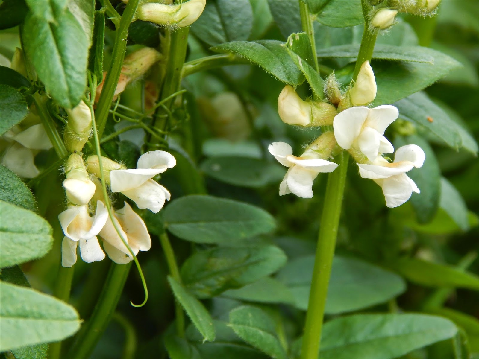 Calderdale Wildlife: White Bush Vetch