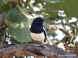 valley bird sinhagad watching pune trip magpie oriental robin travelogue