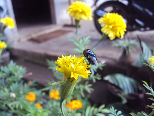 Cara Menggunakan Kamera Canon DSLR Untuk Pemula Lengkap Sampai Mahir